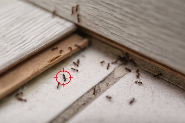 Best Pest Prevention Services  in Riddle, OR