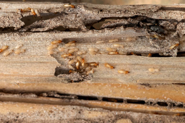 Best Bed Bug Extermination  in Riddle, OR