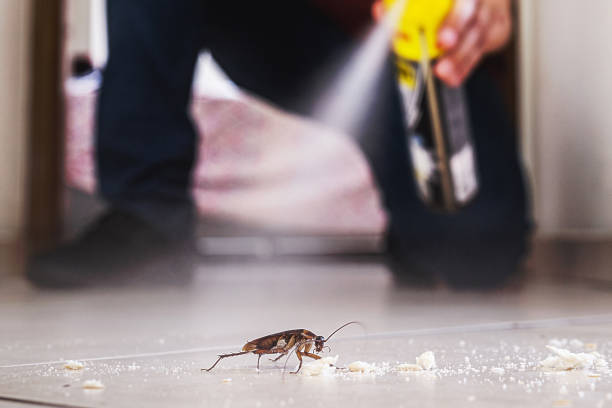 Best Affordable Pest Control Services  in Riddle, OR